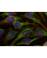 SHP2 Polyclonal antibody 20145-1-AP proteintech