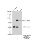 DDX51 Polyclonal antibody 20149-1-AP proteintech