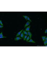 WDR32 Polyclonal antibody 20483-1-AP proteintech