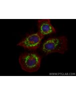 PTPIP51 Polyclonal antibody 20641-1-AP proteintech
