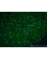 NPTX1 Polyclonal antibody 20656-1-AP proteintech