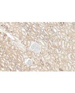 INSC Polyclonal antibody 20973-1-AP proteintech