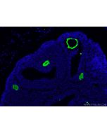 ZP3 Polyclonal antibody 21279-1-AP proteintech
