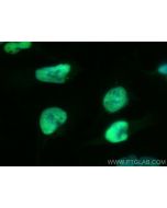 ZNF671 Polyclonal antibody 21329-1-AP proteintech