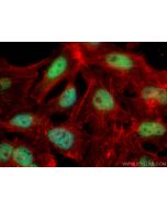 CHD2 Polyclonal antibody 21334-1-AP proteintech