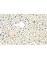 YIPF7 Polyclonal antibody 21347-1-AP proteintech