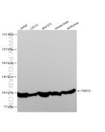 TNPO3 Recombinant monoclonal antibody Proteintech  83704-2-RR