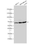 POC5 Polyclonal antibody 22054-1-AP proteintech