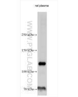 C5 Polyclonal antibody, PBS Only 22492-1-PBS proteintech