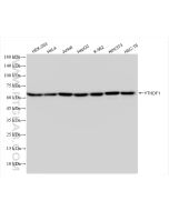 YTHDF1 Recombinant monoclonal antibody Proteintech  80876-2-RR