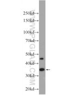 CDX4 Polyclonal antibody 22943-1-AP proteintech