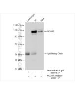 NCOA7 Polyclonal antibody 23092-1-AP proteintech