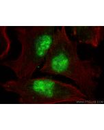 PTPRU Polyclonal antibody 23786-1-AP proteintech