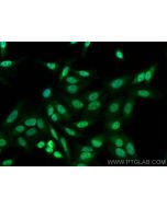 RSRC1 Polyclonal antibody 23826-1-AP proteintech
