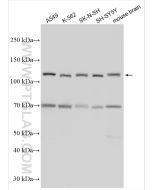 PCDHAC1 Polyclonal antibody 24314-1-AP proteintech