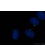 CEP135 Polyclonal antibody 24428-1-AP proteintech
