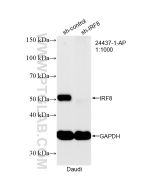IRF8 Polyclonal antibody 24437-1-AP proteintech