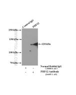 PHF12 Polyclonal antibody 24485-1-AP proteintech
