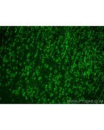 SYTL5 Polyclonal antibody 24528-1-AP proteintech