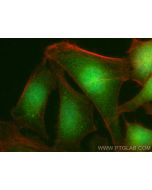 PGRMC2 Polyclonal antibody 24575-1-AP proteintech