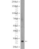 HELT Polyclonal antibody 24730-1-AP proteintech