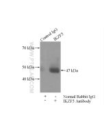 IKZF5 Polyclonal antibody 24780-1-AP proteintech