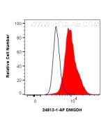 DMGDH Polyclonal antibody 24813-1-AP proteintech