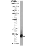 LALBA Polyclonal antibody 24871-1-AP proteintech