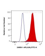 JUN Polyclonal antibody 24909-1-AP proteintech