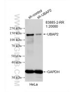 UBAP2 Recombinant monoclonal antibody Proteintech  83885-2-RR
