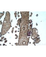 GNE Polyclonal antibody 25079-1-AP proteintech