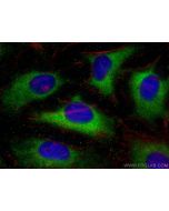 Cleaved Caspase 3 Polyclonal antibody 25128-1-AP proteintech