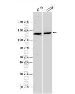 TRPA1 Polyclonal antibody 25226-1-AP proteintech