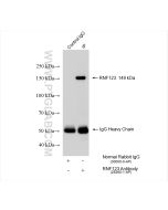 RNF123 Polyclonal antibody 25260-1-AP proteintech