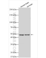 ORP1L Polyclonal antibody 25268-1-AP proteintech