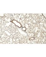 F2RL3 Polyclonal antibody 25306-1-AP proteintech