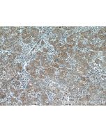 TMEM182 Polyclonal antibody 25366-1-AP proteintech