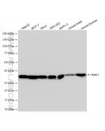 RAE1 Recombinant monoclonal antibody Proteintech  83712-1-RR