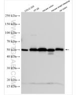GPA33 Polyclonal antibody 25941-1-AP proteintech
