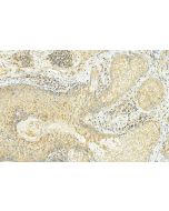 MFG-E8 Polyclonal antibody 25951-1-AP proteintech