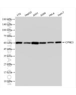 CPNE3 Recombinant monoclonal antibody Proteintech  83820-5-RR