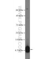 C4orf7 Polyclonal antibody 26057-1-AP proteintech