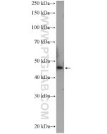 C2orf60 Polyclonal antibody 26145-1-AP proteintech