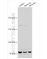 FAM38B Polyclonal antibody 26205-1-AP proteintech