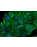 C19orf21 Polyclonal antibody 26338-1-AP proteintech