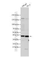 TP53TG5 Polyclonal antibody 26394-1-AP proteintech