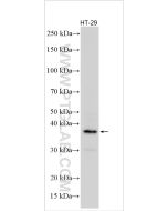 FAM84A Polyclonal antibody 26571-1-AP proteintech