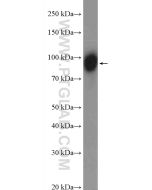 KCTD3 Polyclonal antibody 26887-1-AP proteintech