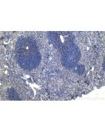 RUNX3 Polyclonal antibody 27099-1-AP proteintech