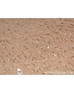 CACNA1E Polyclonal antibody, PBS Only 27225-1-PBS proteintech